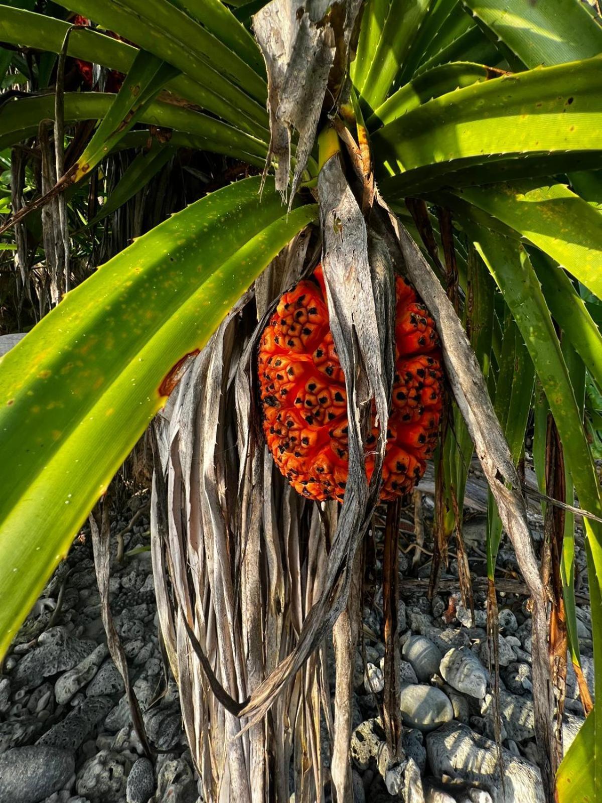 The Barefoot Eco Hotel Hanimaadhoo Island Exterior foto